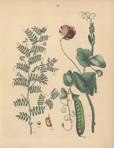 Deutschlands Feld- und Gartengewächse Pl.22 av Carl Gustav Calwer
