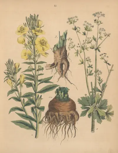 Deutschlands Feld- und Gartengewächse Pl.25 av Carl Gustav Calwer
