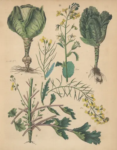 Deutschlands Feld- und Gartengewächse Pl.27 av Carl Gustav Calwer