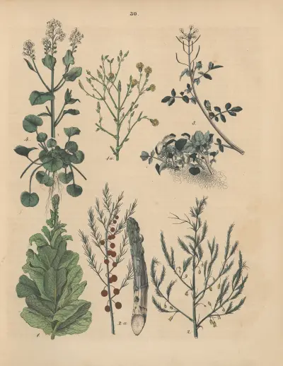 Deutschlands Feld- und Gartengewächse Pl.30 av Carl Gustav Calwer