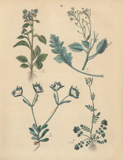 Deutschlands Feld- und Gartengewächse Pl.31 av Carl Gustav Calwer