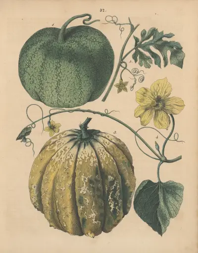 Deutschlands Feld- und Gartengewächse Pl.32 av Carl Gustav Calwer