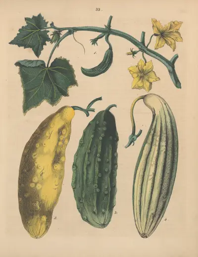 Deutschlands Feld- und Gartengewächse Pl.33 av Carl Gustav Calwer