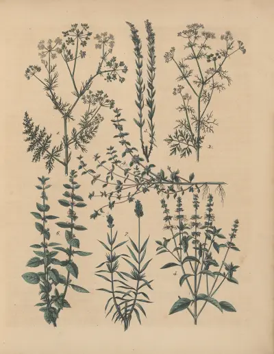Deutschlands Feld- und Gartengewächse Pl.34 av Carl Gustav Calwer