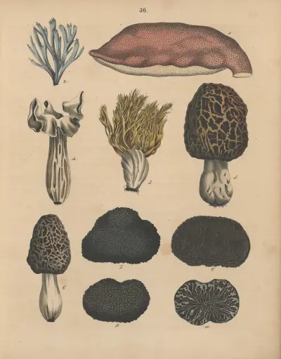 Deutschlands Feld- und Gartengewächse Pl.36 av Carl Gustav Calwer