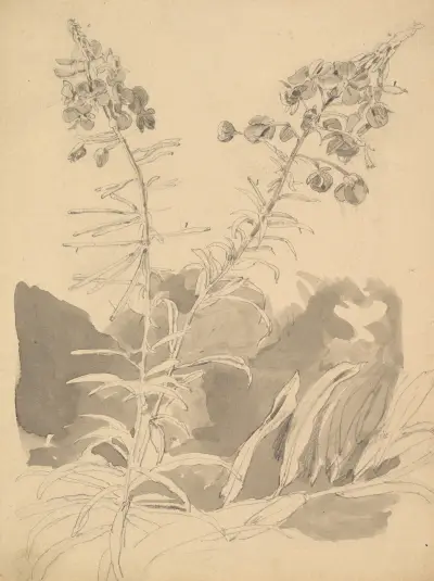 Study of a Willowherb av Carl Gustav Carus