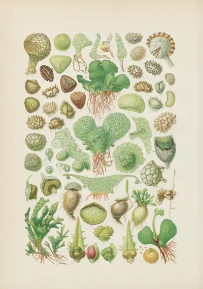 Illustrierte Flora von Mitteleuropa Pl.001 av Gustav Hegi