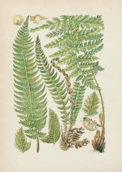 Illustrierte Flora von Mitteleuropa Pl.004 av Gustav Hegi