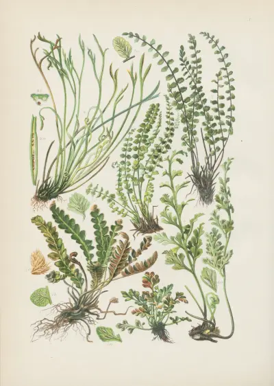 Illustrierte Flora von Mitteleuropa Pl.005 av Gustav Hegi