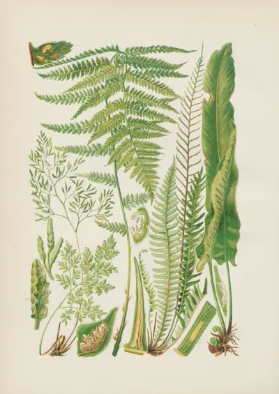 Illustrierte Flora von Mitteleuropa Pl.006 av Gustav Hegi
