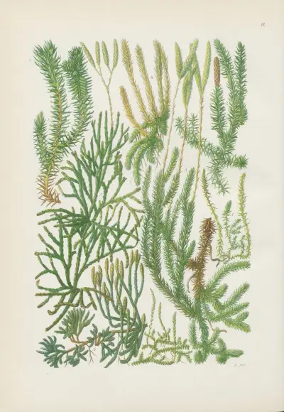 Illustrierte Flora von Mitteleuropa Pl.011 av Gustav Hegi