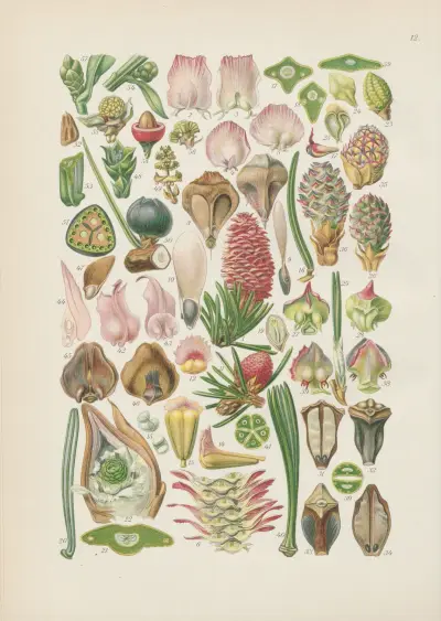 Illustrierte Flora von Mitteleuropa Pl.012 av Gustav Hegi