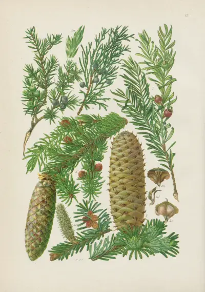 Illustrierte Flora von Mitteleuropa Pl.013 av Gustav Hegi