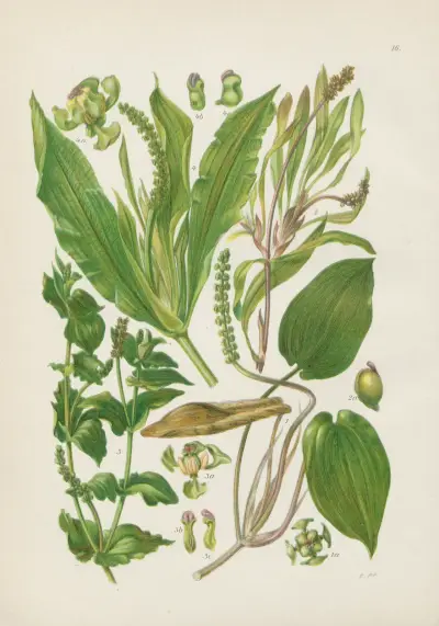 Illustrierte Flora von Mitteleuropa Pl.016 av Gustav Hegi