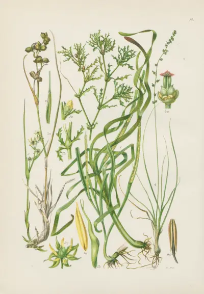 Illustrierte Flora von Mitteleuropa Pl.018 av Gustav Hegi