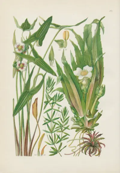 Illustrerad flora från Centralasien Pl.020 av Gustav Hegi