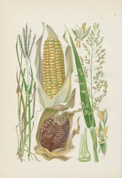 Illustrierte Flora von Mitteleuropa Pl.022 av Gustav Hegi