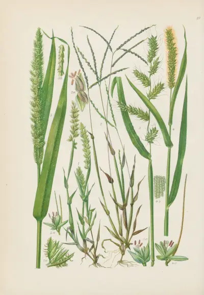 Illustrerad flora över Centraleuropa Pl.023 av Gustav Hegi
