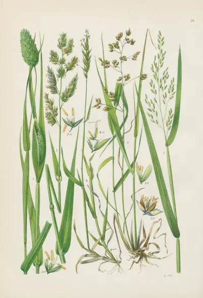 Illustrierte Flora von Mitteleuropa Pl.024 av Gustav Hegi
