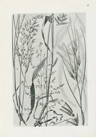 Illustrerad flora från Centraleuropa Pl.025 av Gustav Hegi