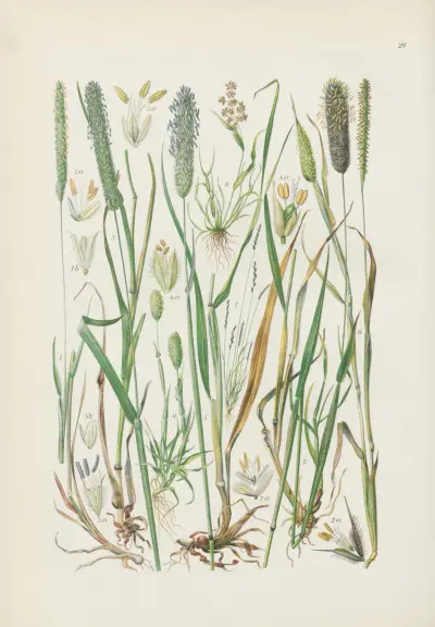Illustrierte Flora von Mitteleuropa Pl.026 av Gustav Hegi