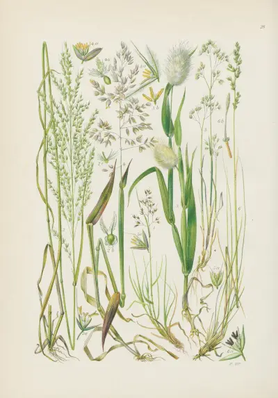 Illustrerad flora från Centraleuropa, plansch 028 av Gustav Hegi