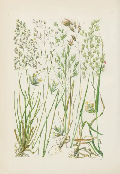 Illustrerade flora från Centraleuropa Pl.029 av Gustav Hegi