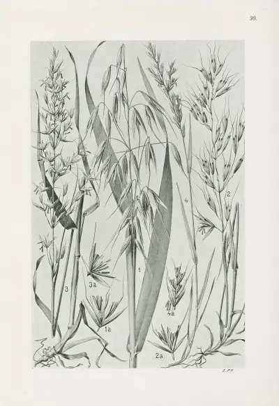 Illustrierte Flora von Mitteleuropa Pl.030 av Gustav Hegi