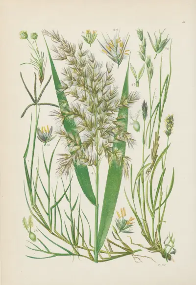 Illustrierte Flora von Mitteleuropa Pl.031 av Gustav Hegi