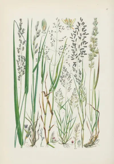 Illustrierte Flora von Mitteleuropa Pl.032 av Gustav Hegi