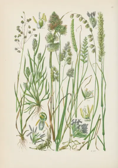 Illustrierte Flora von Mitteleuropa Pl.033 av Gustav Hegi