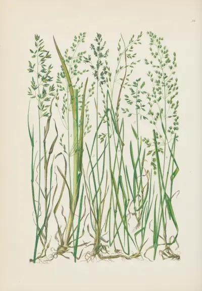 Illustrierte Flora von Mitteleuropa Pl.034 av Gustav Hegi