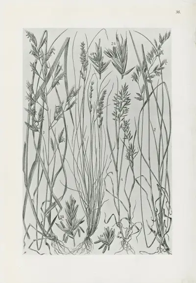 Illustrerad flora från Centraleuropa, plansch 036 av Gustav Hegi