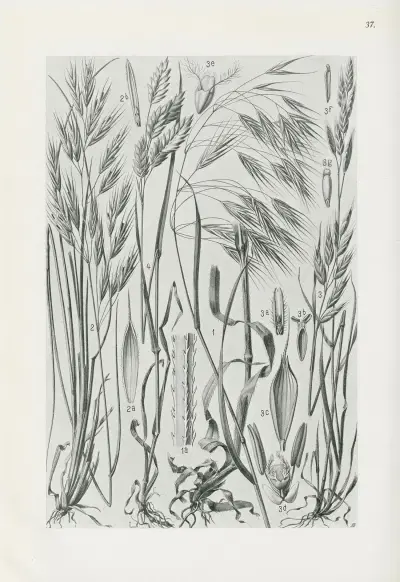 Illustrierte Flora von Mitteleuropa Pl.037 av Gustav Hegi
