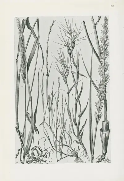 Illustrierte Flora von Mitteleuropa Pl.039 av Gustav Hegi