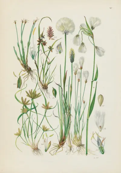 Illustrierte Flora von Mitteleuropa Pl.042 av Gustav Hegi