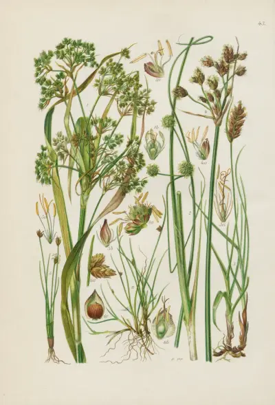 Illustrierte Flora von Mitteleuropa Pl.043 av Gustav Hegi