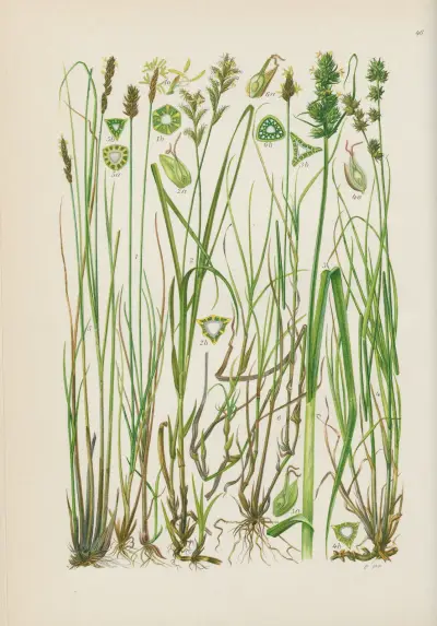 Illustrerad flora för Centraleuropa, plansch 046 av Gustav Hegi