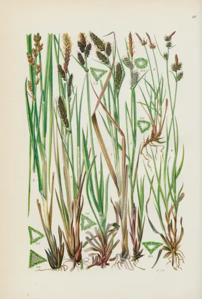 Illustrerad flora från Centraleuropa, plansch 048 av Gustav Hegi