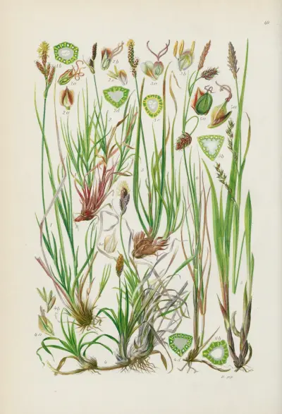 Illustrierte Flora von Mitteleuropa Pl.049 av Gustav Hegi