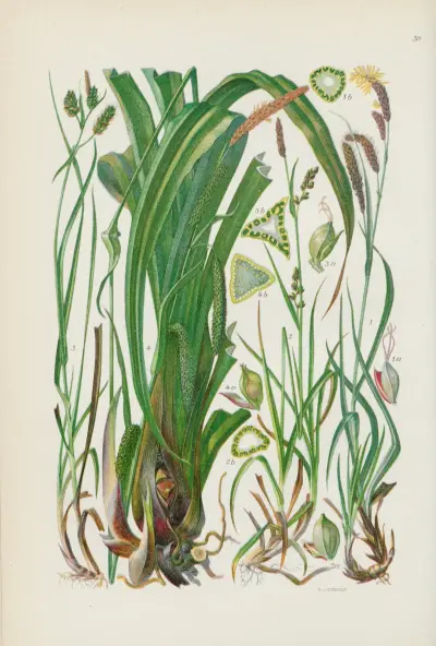 Illustrierte Flora von Mitteleuropa Pl.050 av Gustav Hegi