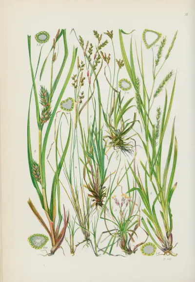 Illustrierte Flora von Mitteleuropa Pl.051 av Gustav Hegi
