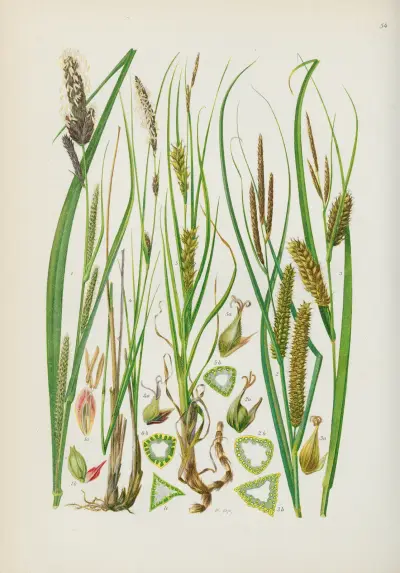 Illustrerad flora för Centraleuropa Pl.054 av Gustav Hegi