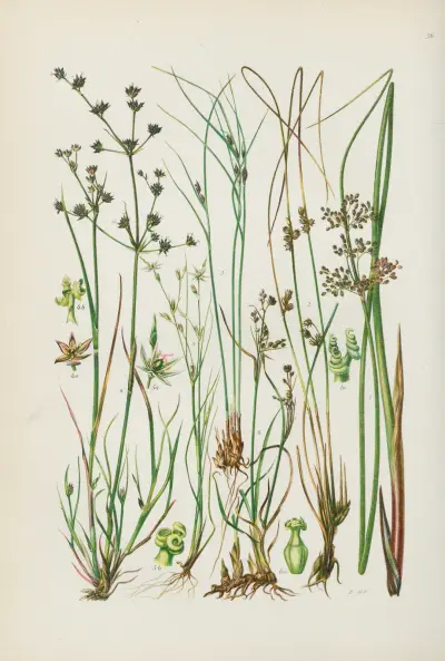 Illustrerad flora för Centraleuropa pl. 056 av Gustav Hegi
