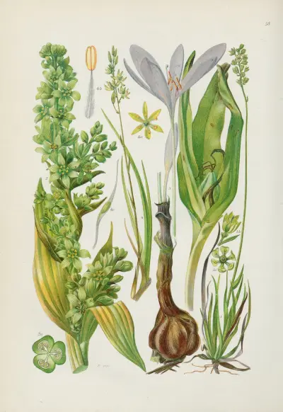Illustrierte Flora von Mitteleuropa Pl.058 av Gustav Hegi