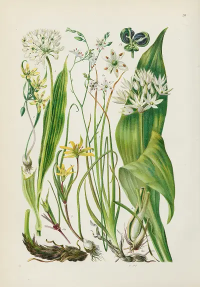 Illustrierte Flora von Mitteleuropa Pl.059 av Gustav Hegi