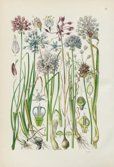 Illustrerad flora för Centraleuropa Pl.060 av Gustav Hegi
