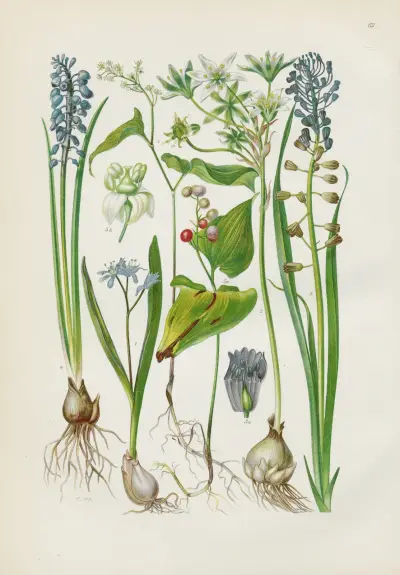 Illustrierte Flora von Mitteleuropa Pl.062 av Gustav Hegi