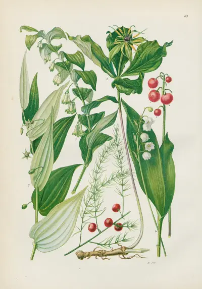Illustrierte Flora von Mitteleuropa Pl.063 av Gustav Hegi