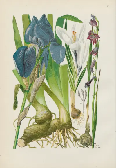 Illustrierte Flora von Mitteleuropa Pl.066 av Gustav Hegi